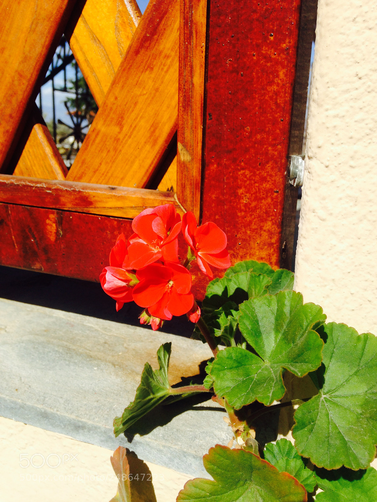 Apple iPhone 5 sample photo. May the flowers remind photography