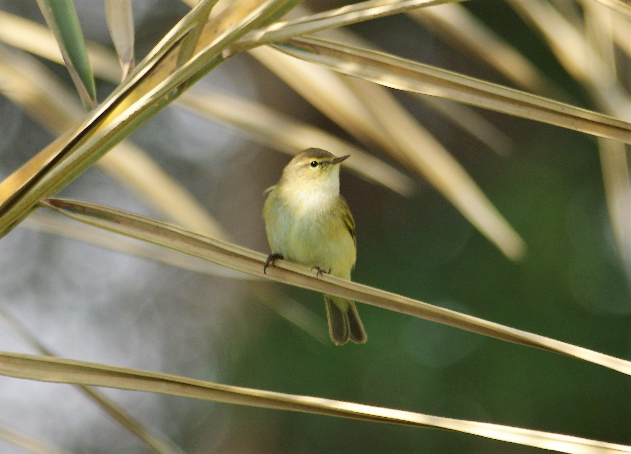 smc PENTAX-F* 300mm F4.5 ED[IF] sample photo. Willow warbler photography