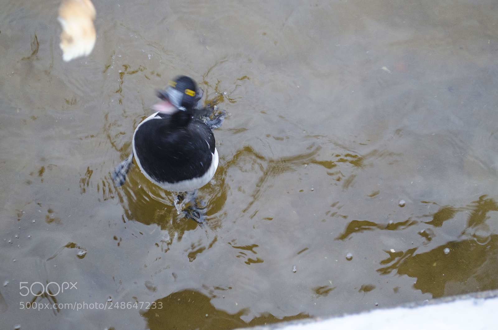 Nikon D5100 sample photo. Greedy duck photography