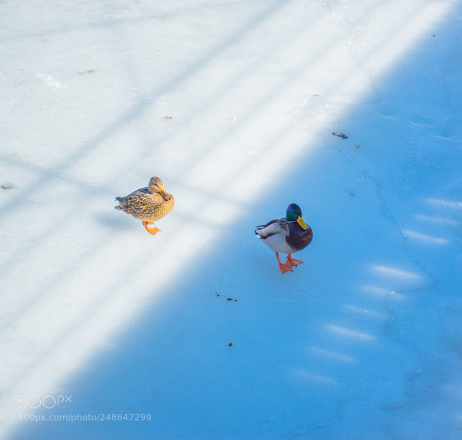 Nikon D610 sample photo. March photography