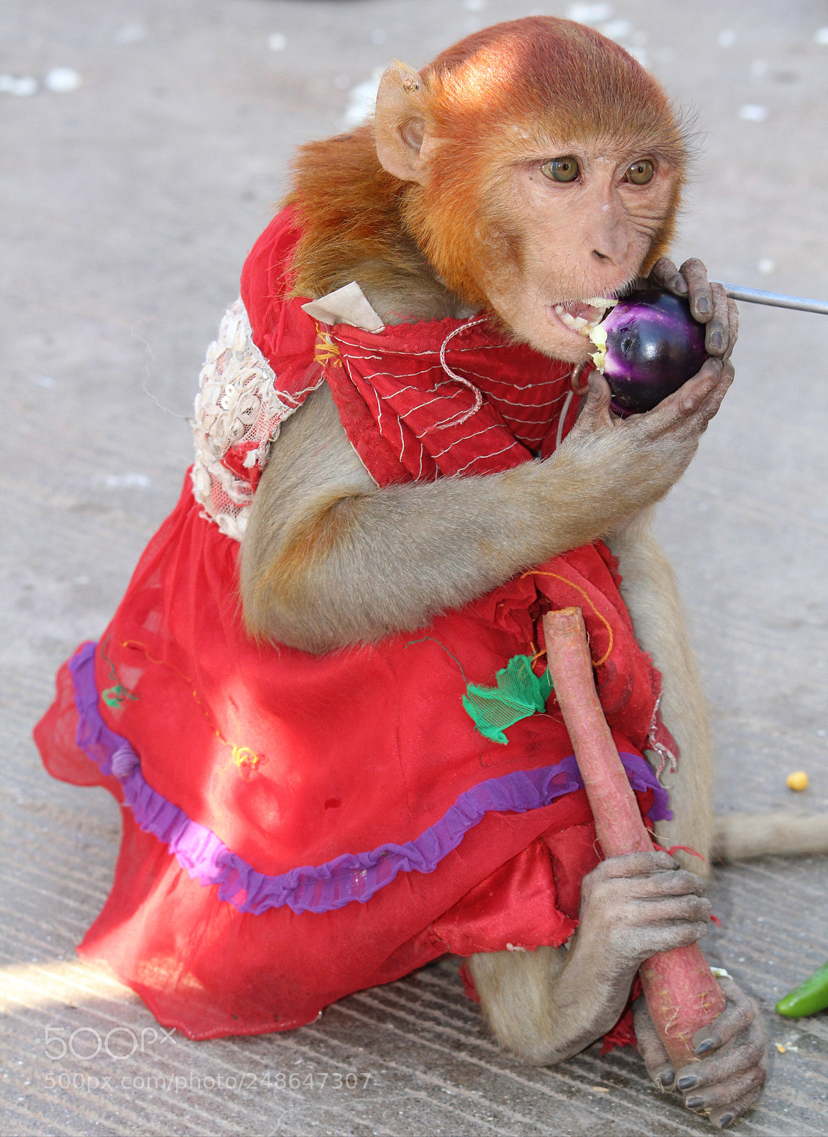 Canon EOS 1300D (EOS Rebel T6 / EOS Kiss X80) sample photo. Adorable monkey photography
