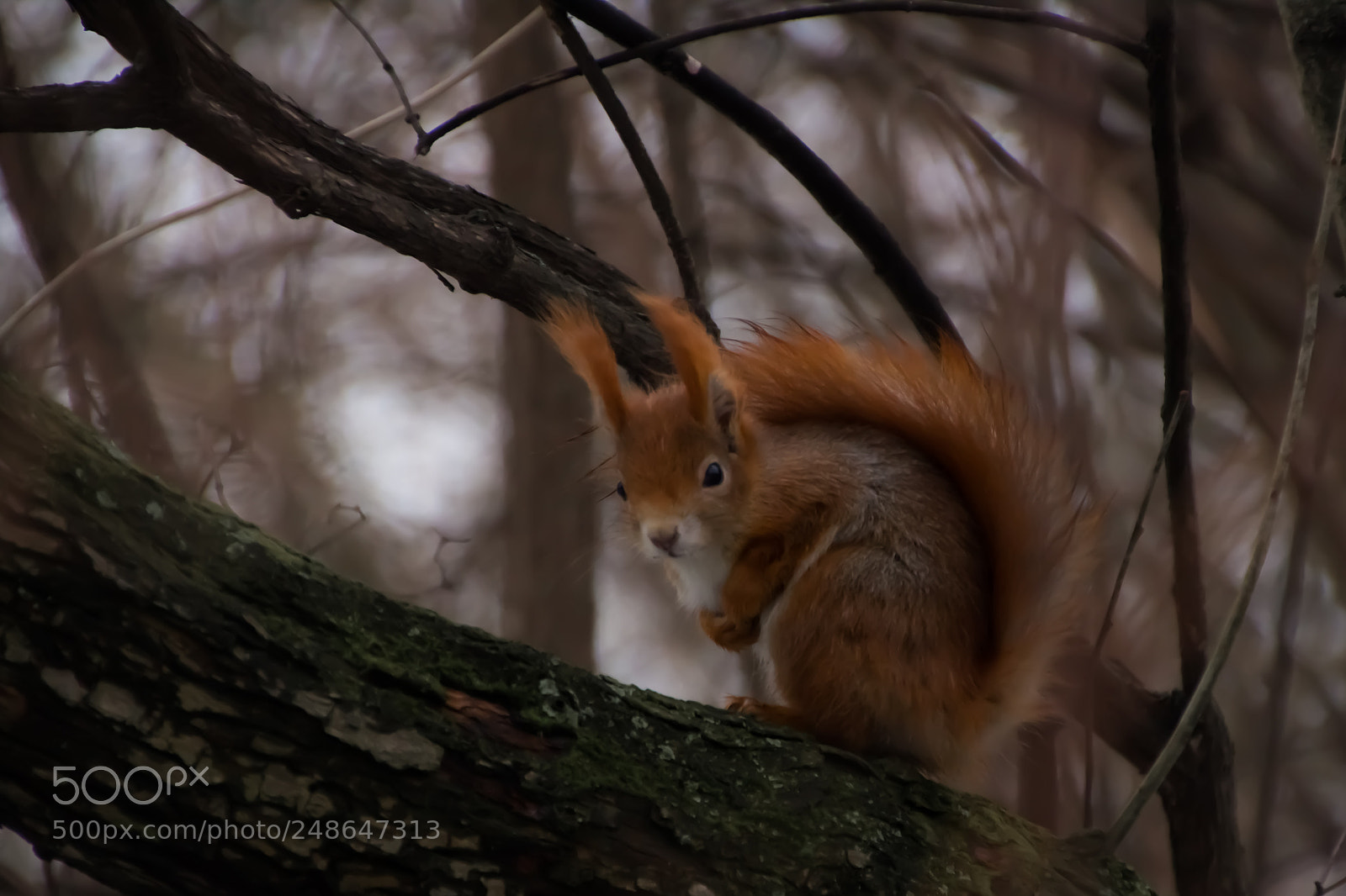 Canon EOS 600D (Rebel EOS T3i / EOS Kiss X5) sample photo. Squirrel photography