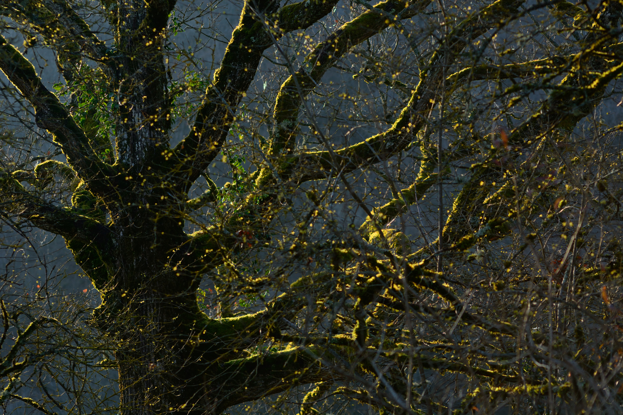 Nikon D5200 + AF Nikkor 70-210mm f/4-5.6D sample photo. Tree with yellow flowers in backlight. photography