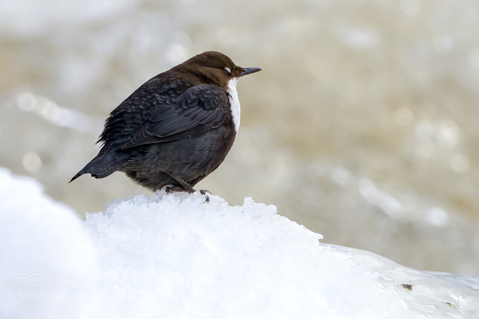Nikon D800E sample photo. A dipper taking a photography