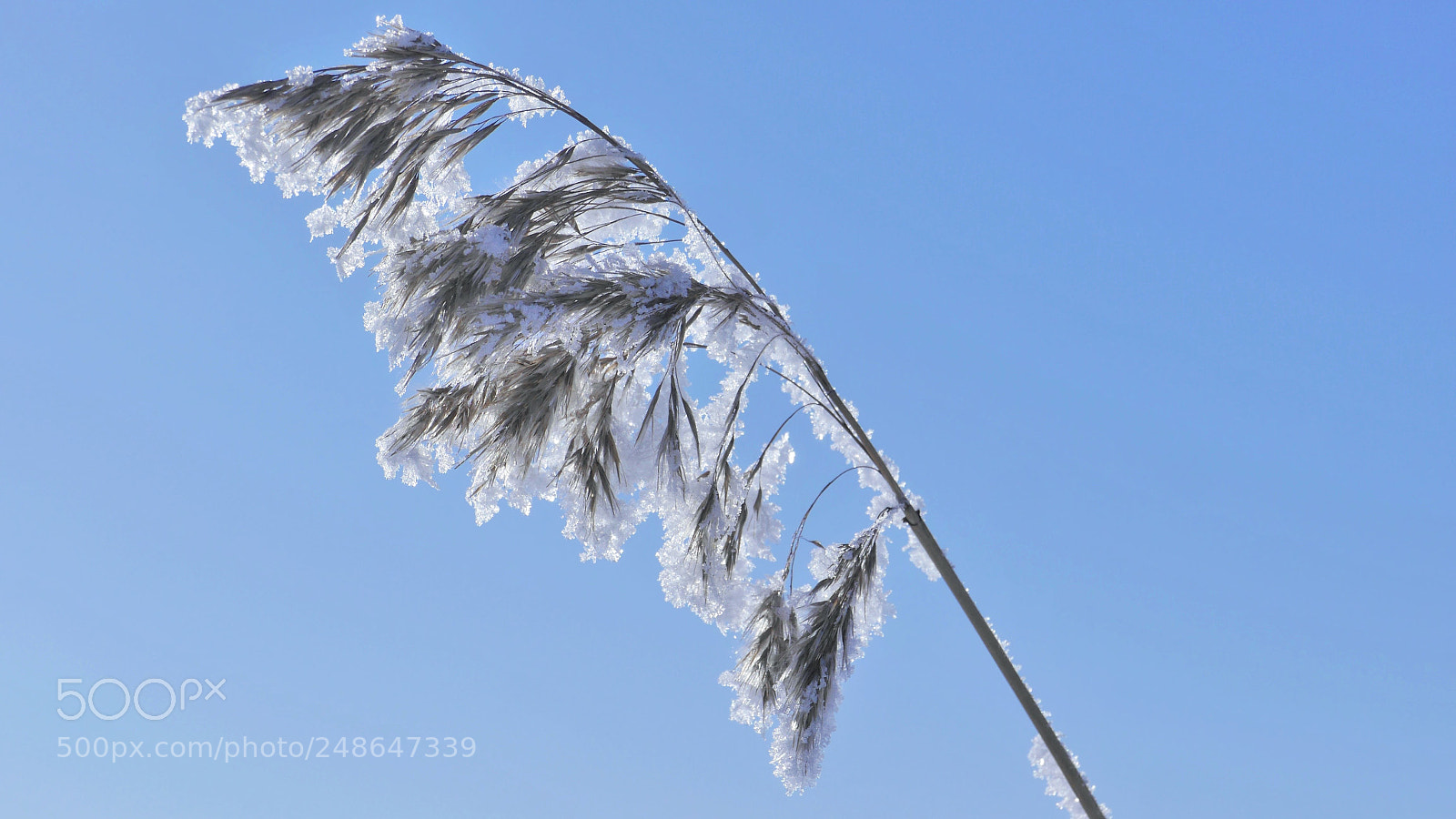 Panasonic Lumix DMC-G6 sample photo. Hoarfrost on the grass photography