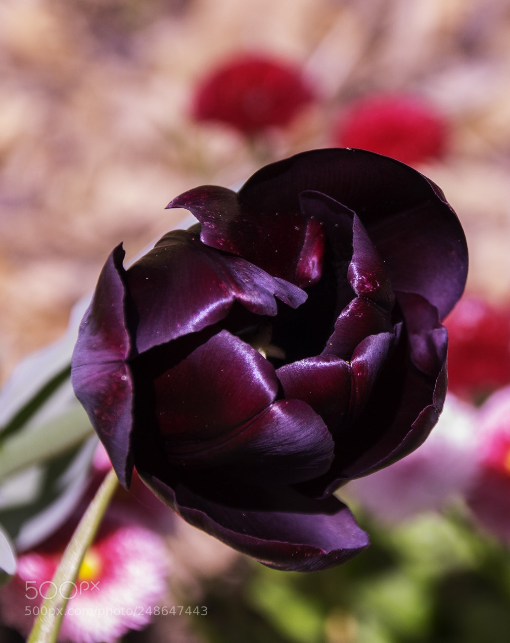 Canon EOS 1200D (EOS Rebel T5 / EOS Kiss X70 / EOS Hi) sample photo. Tulip in lisboa photography