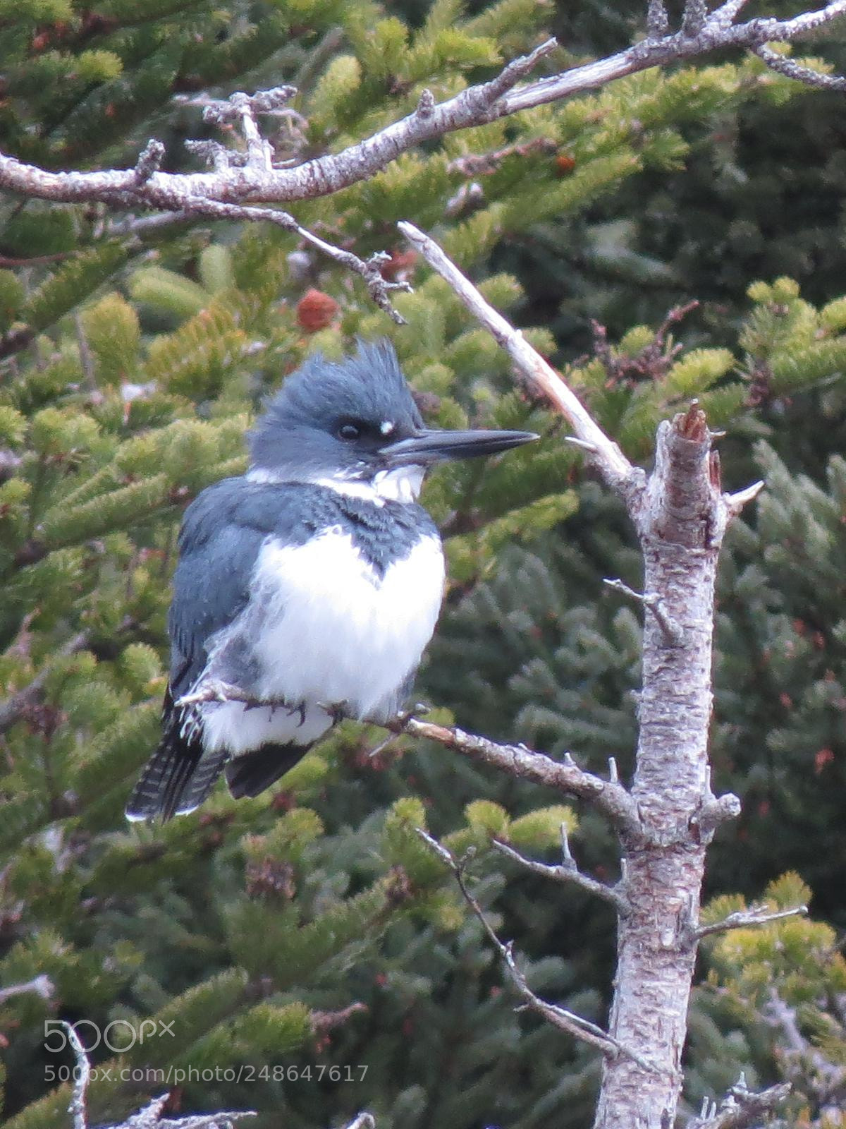 Canon PowerShot SX50 HS sample photo. Belted kingfisher photography