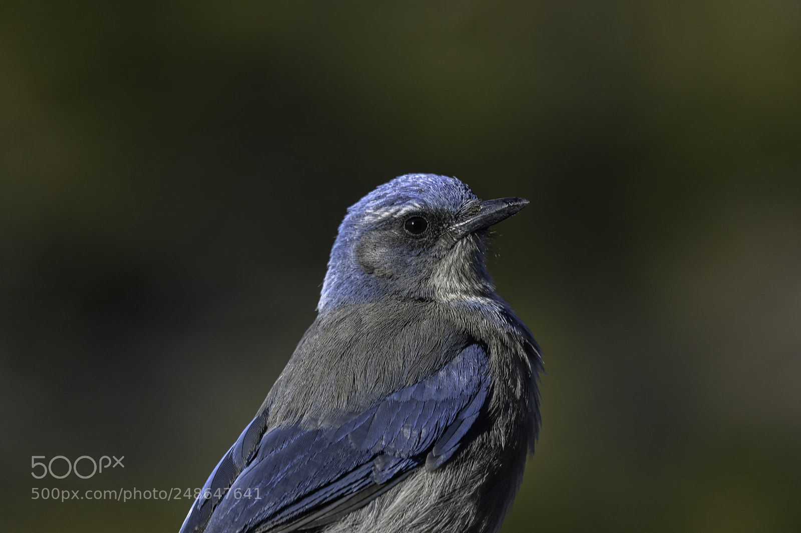 Nikon D850 sample photo. Woodhouse's scrub-jay photography