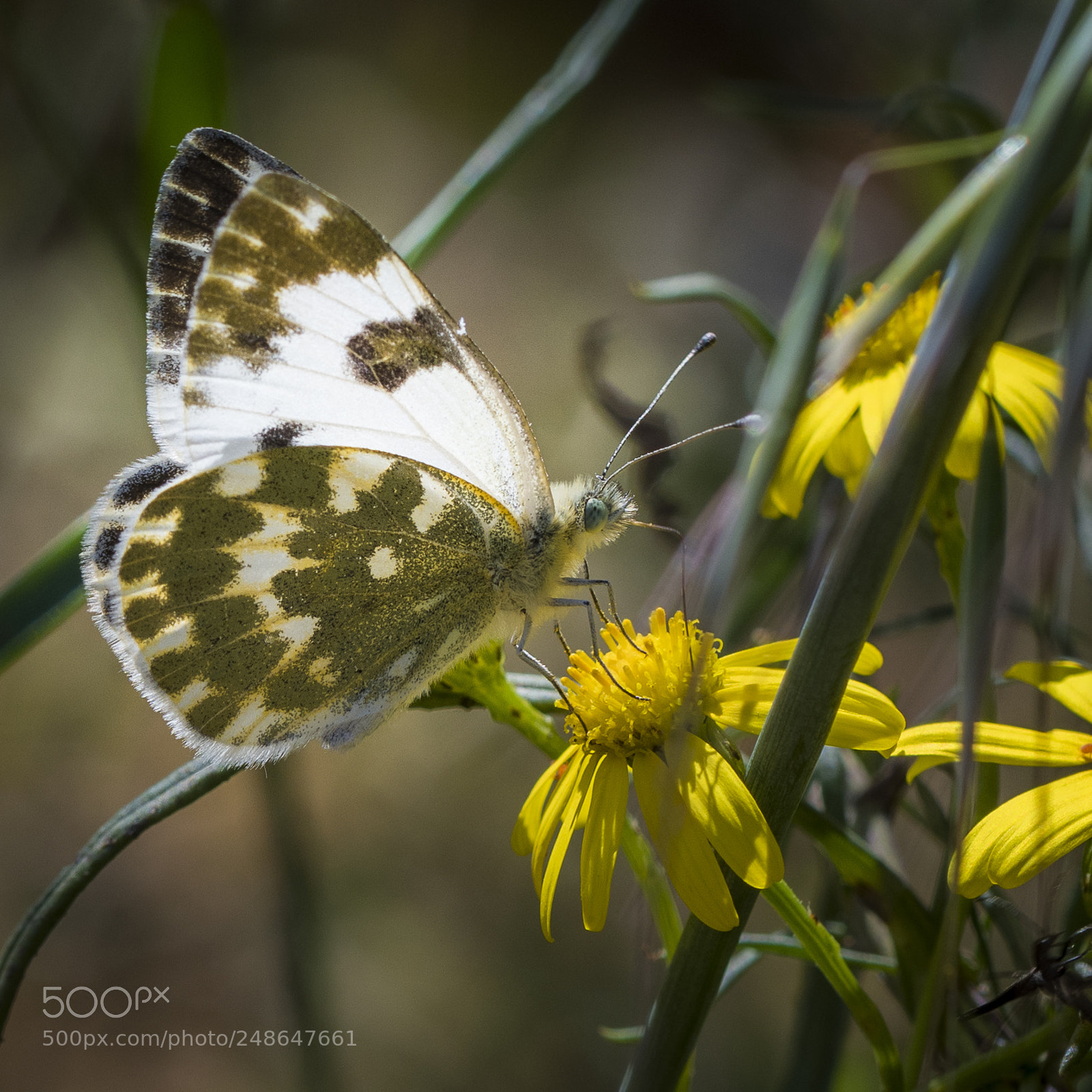 Nikon D500 sample photo. Pontia daplidice photography