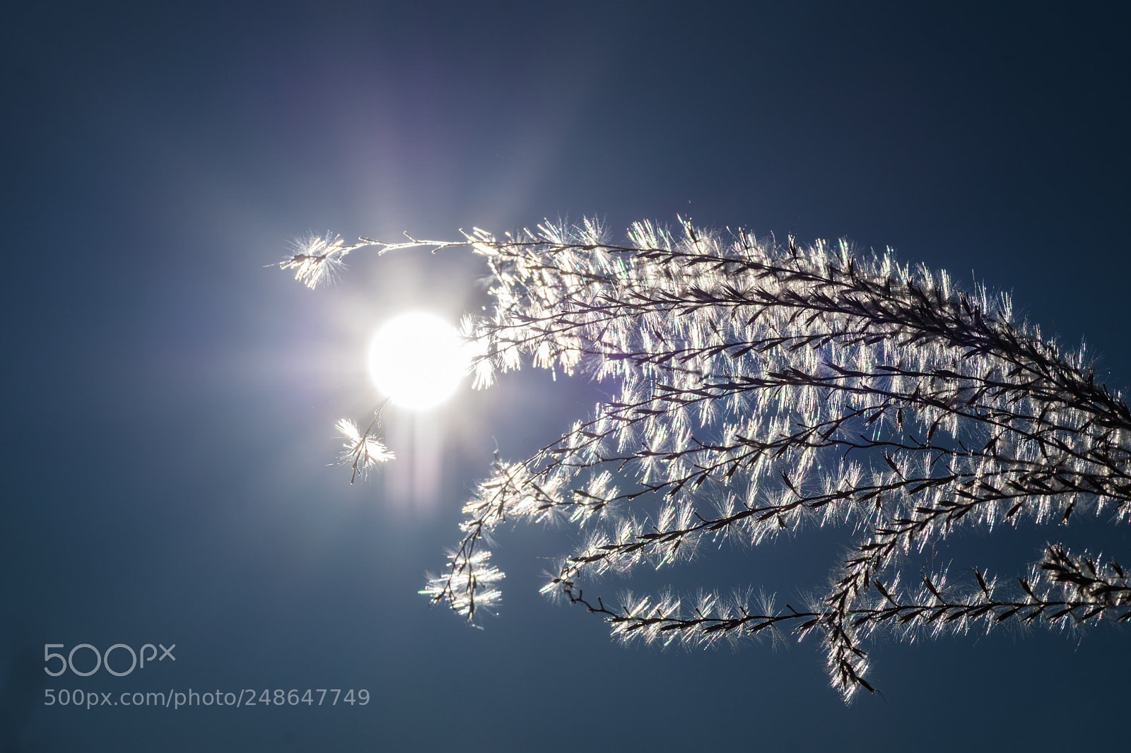 Sony ILCA-77M2 sample photo. Finally once again sun photography