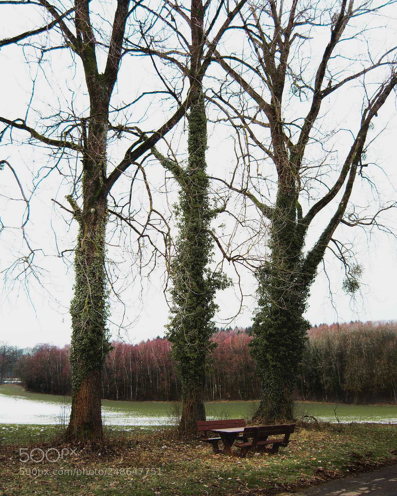 Nikon D3200 sample photo. Le trois arbres photography