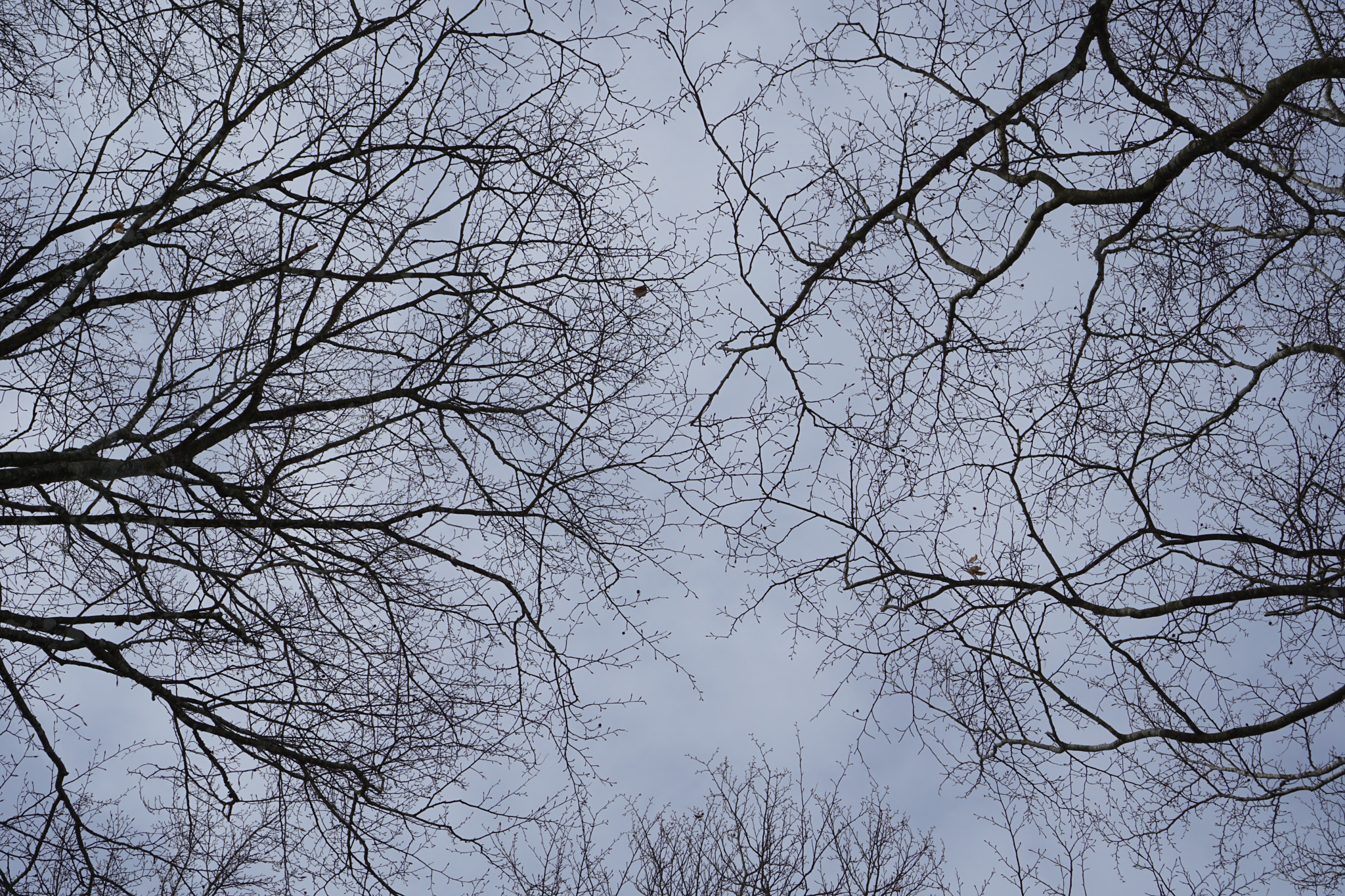 Sony E 35mm F1.8 OSS sample photo. Branches photography
