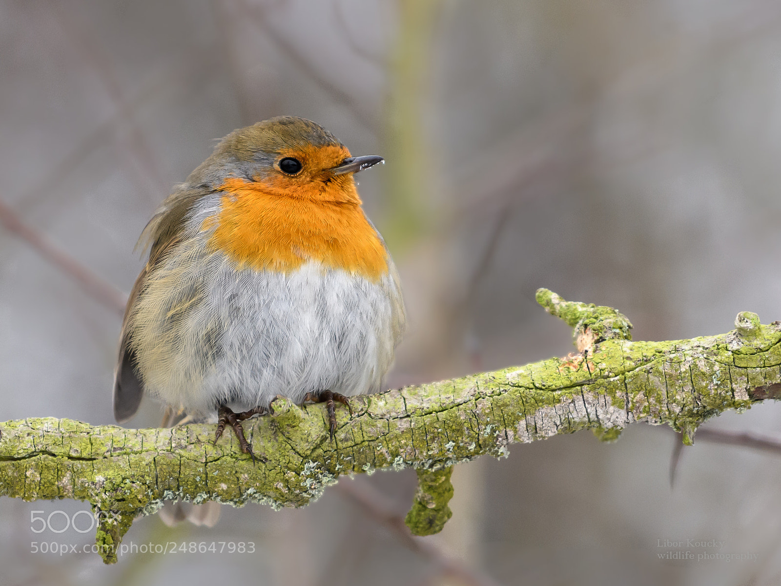 Nikon D500 sample photo. Robin (erithacus rubecula) photography