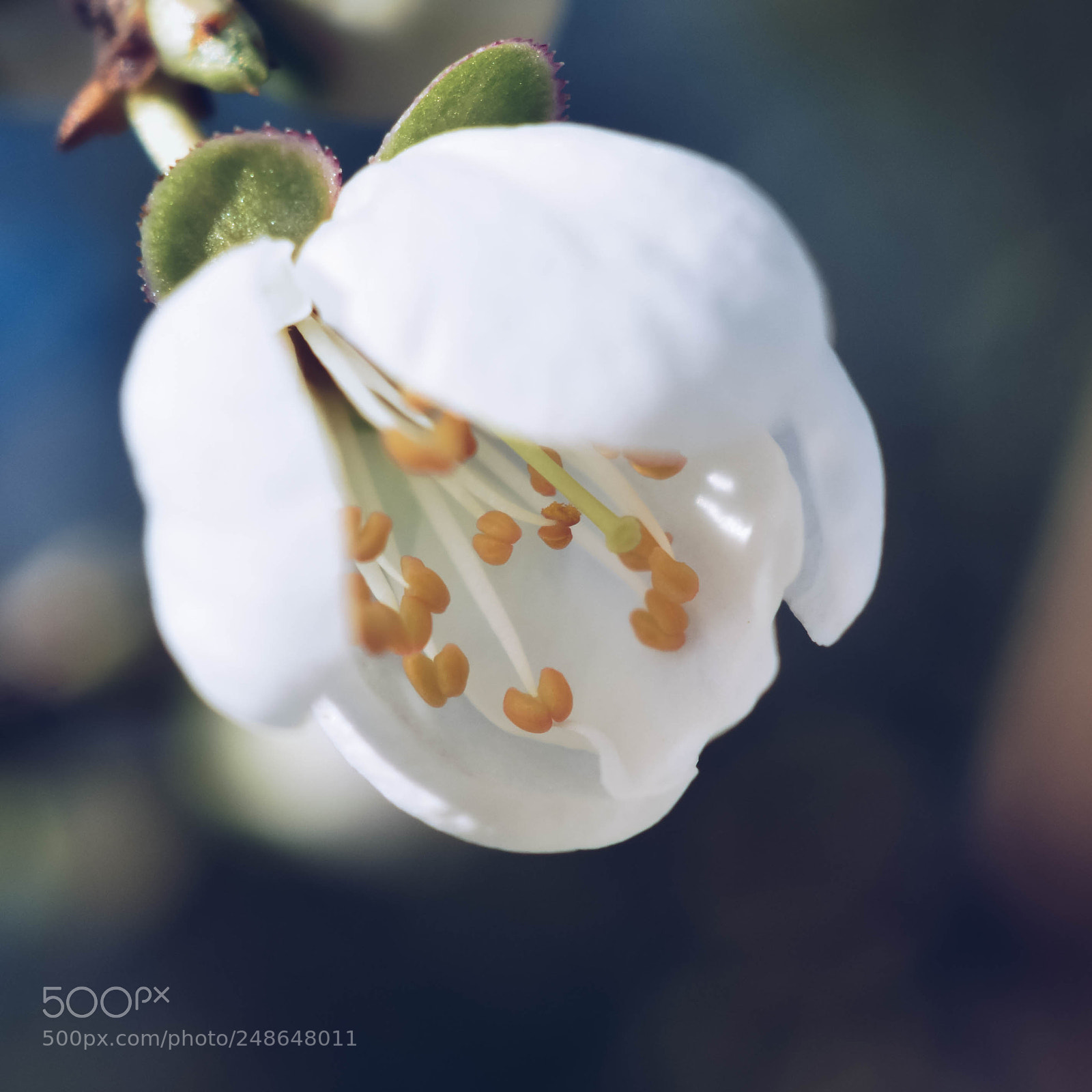 Nikon D3400 sample photo. Blooming photography