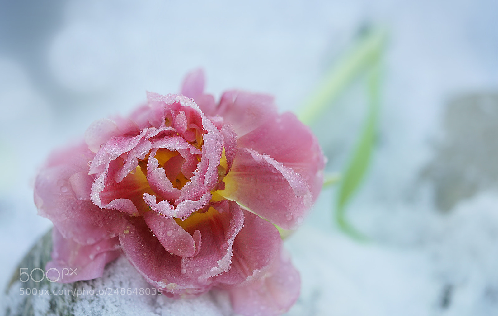 Sony a7R II sample photo. Freezing tulip photography