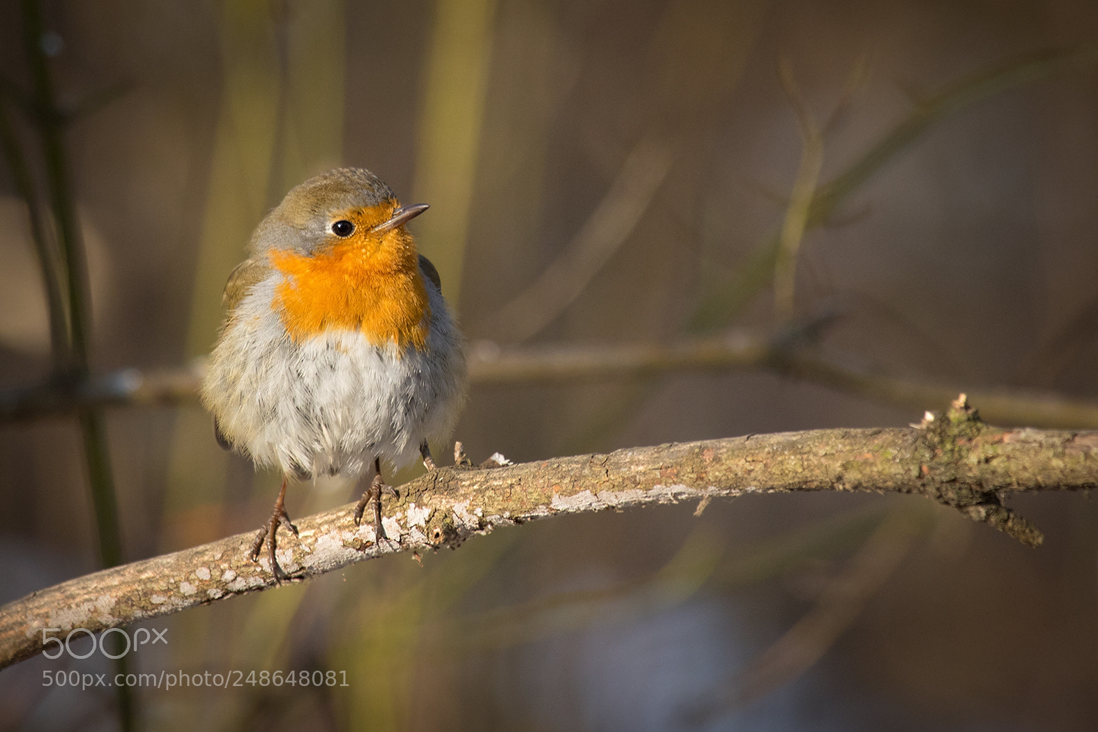 Canon EOS 7D Mark II sample photo. Robin photography