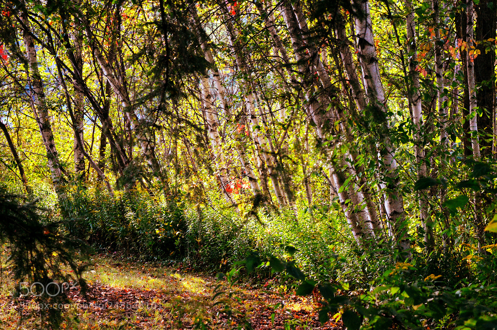 Nikon D3200 sample photo. Bounty photography