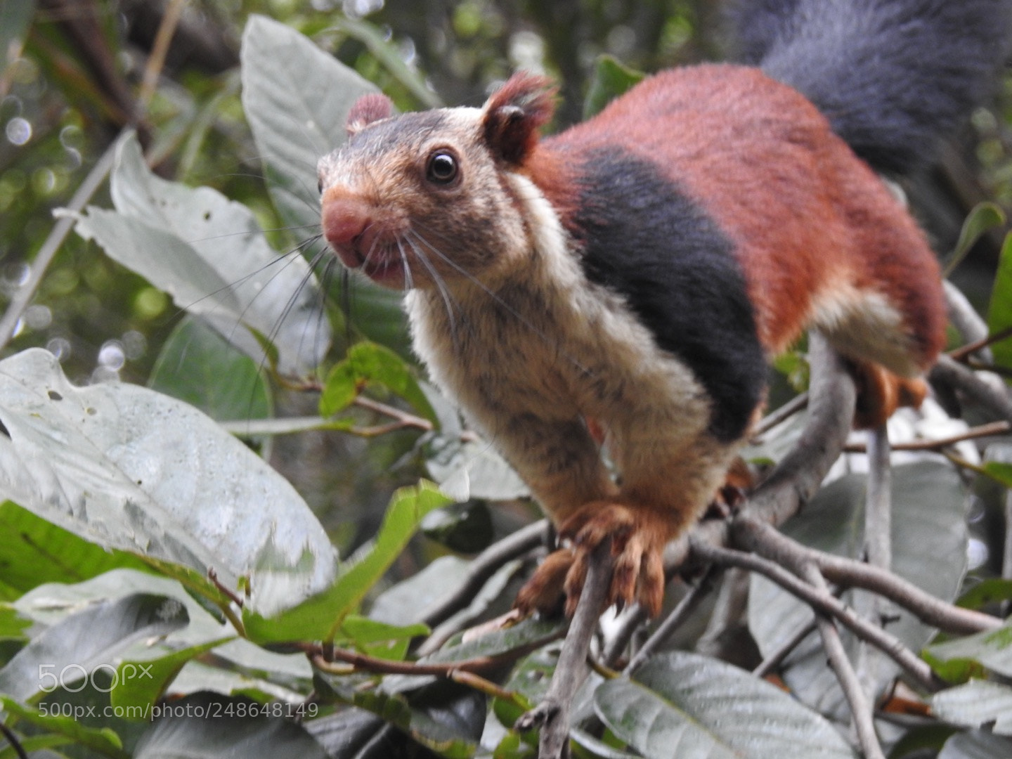 Nikon Coolpix P900 sample photo. Indian giant squirrel photography