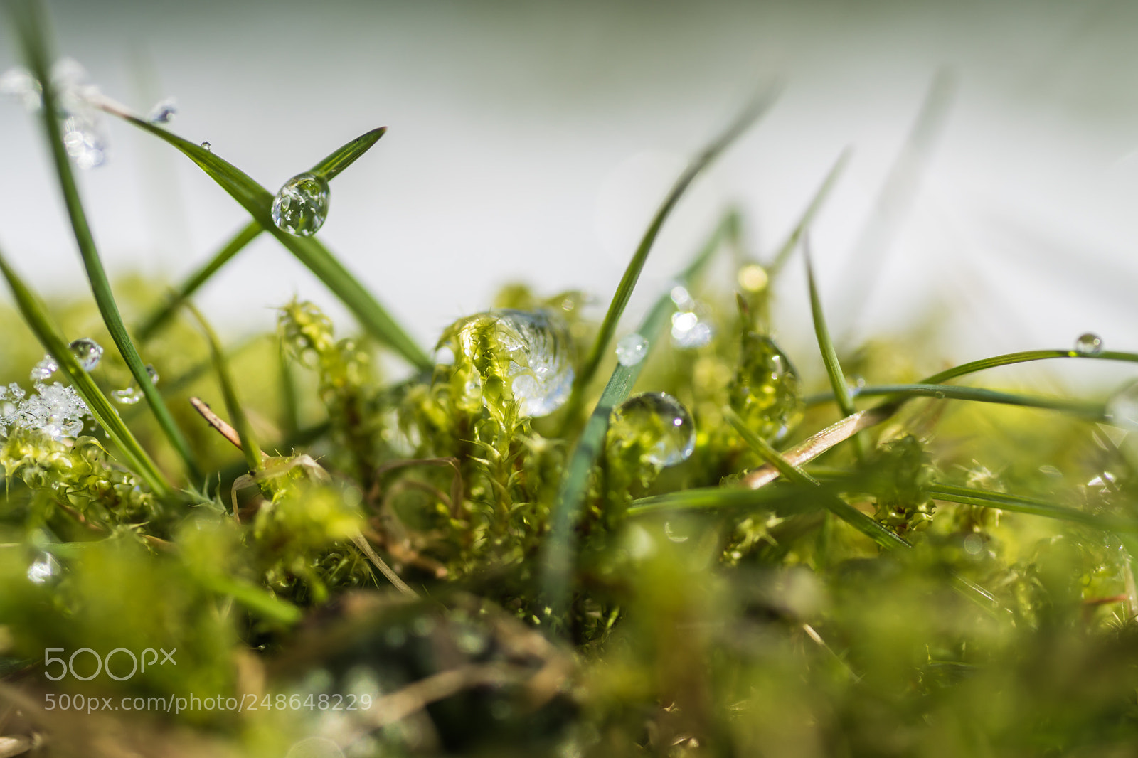 Sony ILCA-77M2 sample photo. Winter sun photography