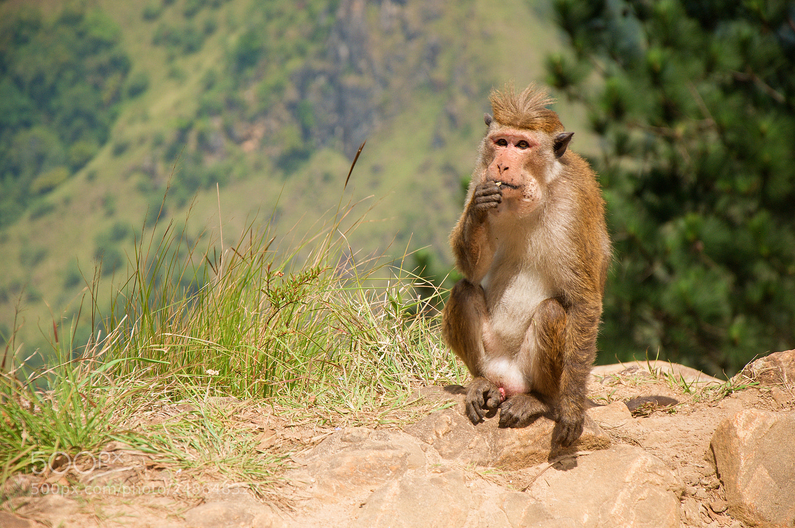 Nikon D90 sample photo. Monkey photography
