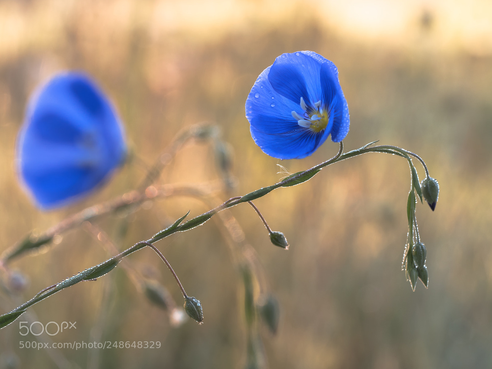 Olympus OM-D E-M5 II sample photo. Blue neighbours photography