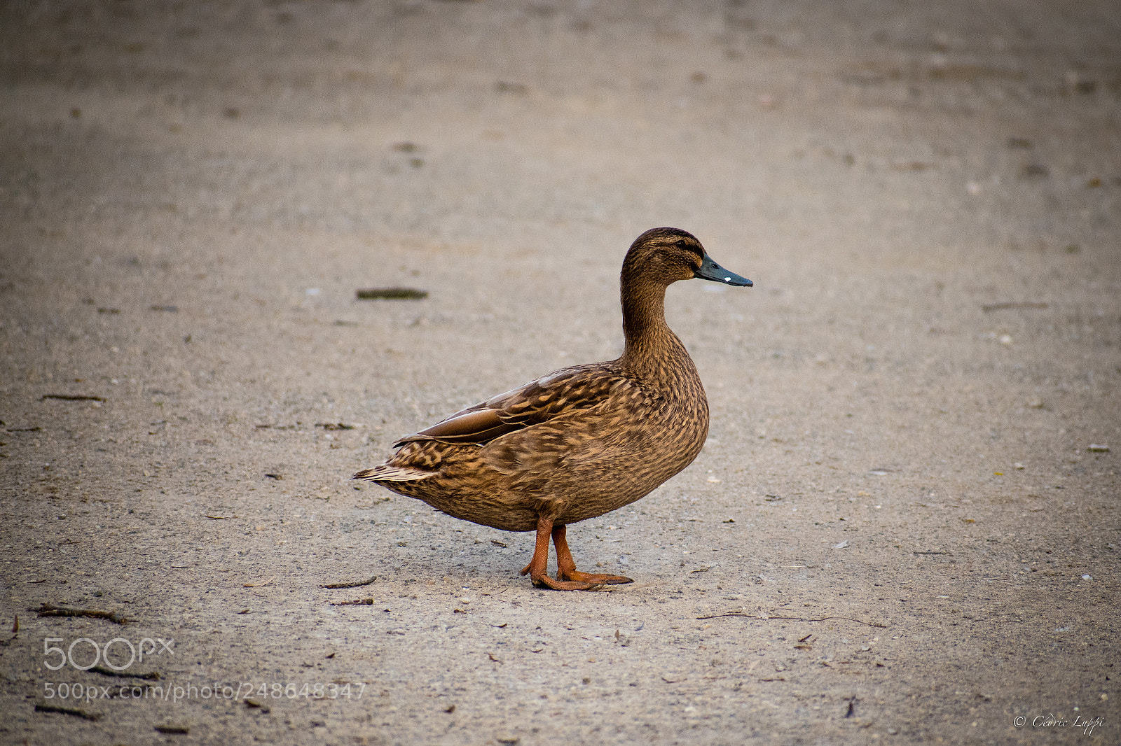 Nikon D5500 sample photo. The wanderer photography