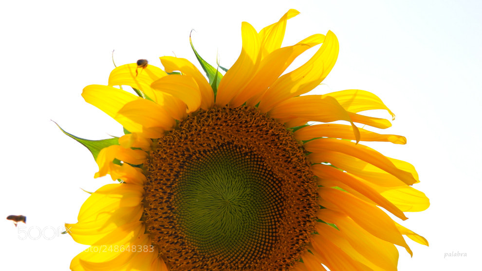 Samsung NX1 sample photo. ... photography