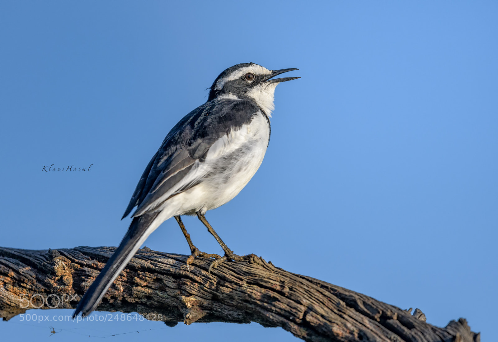 Nikon D500 sample photo. 'african pied wagtail" photography