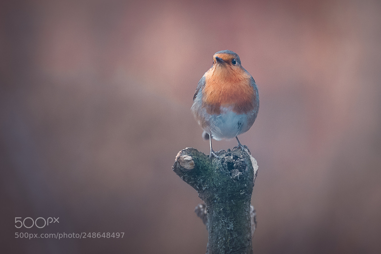Canon EOS 7D Mark II sample photo. Proud robin photography