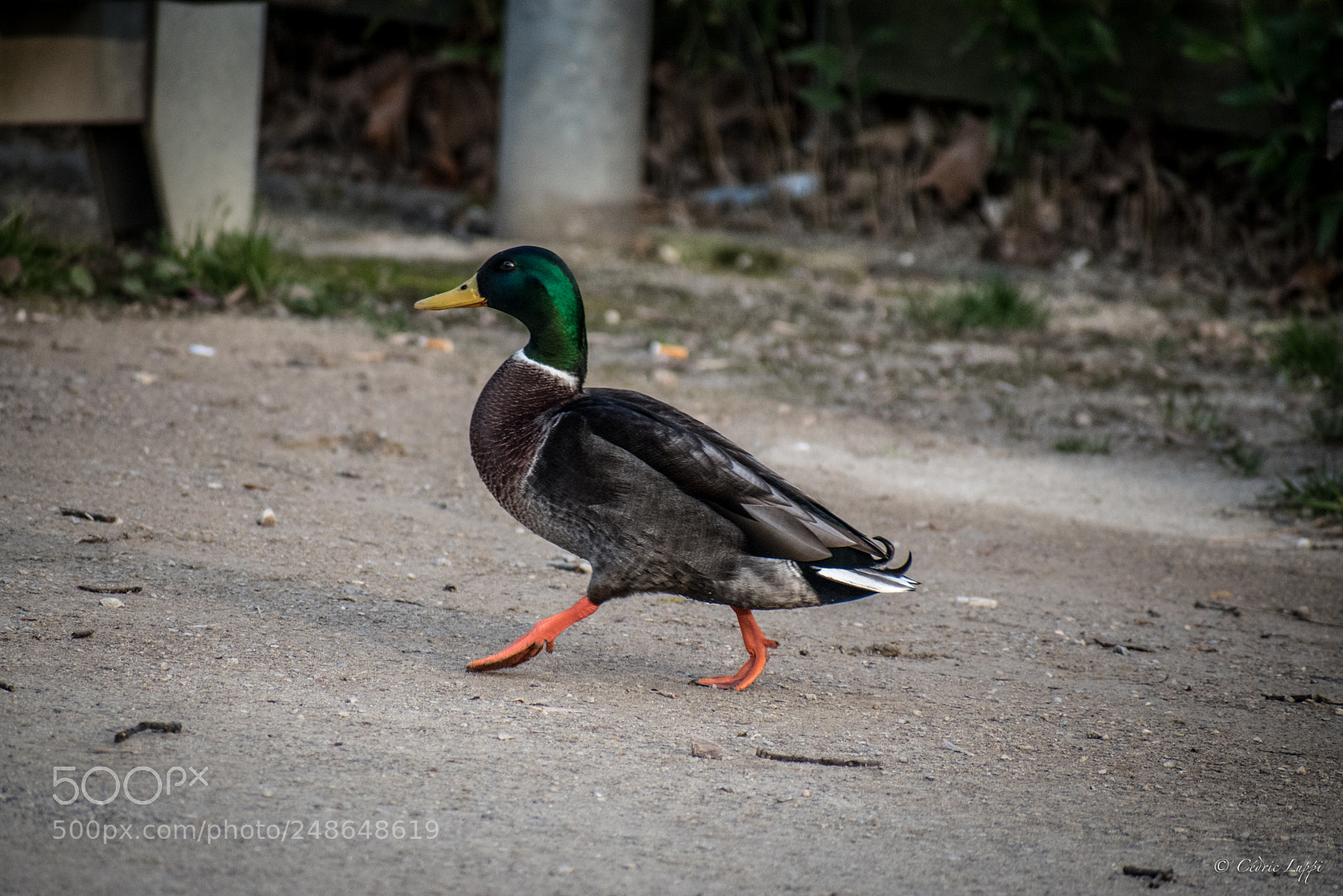 Nikon D5500 sample photo. Grace photography