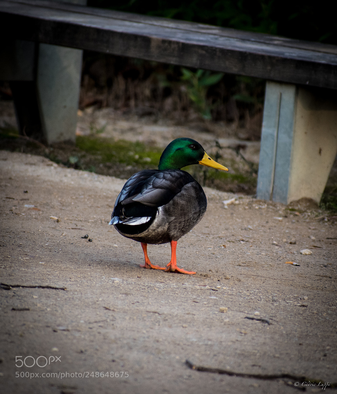 Nikon D5500 sample photo. Stalker photography