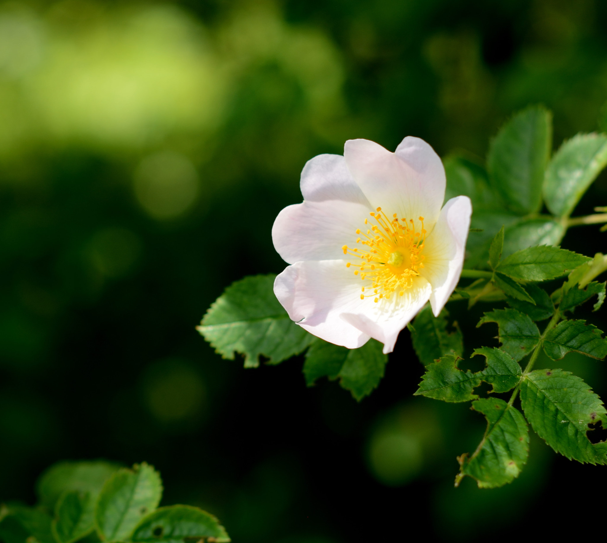 Nikon D5200 sample photo. Crataegus laevigata - aubépine blanche photography