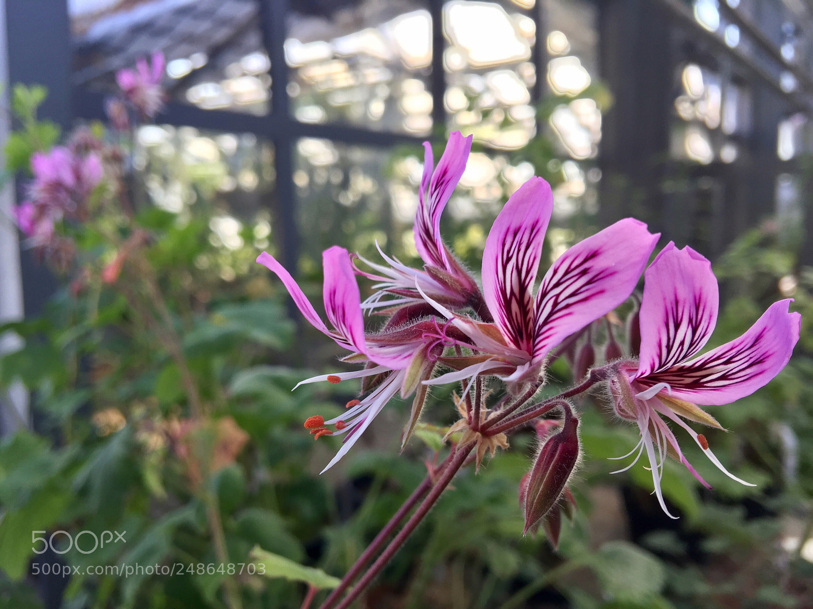 Apple iPhone 6 Plus sample photo. Tropical beauty photography