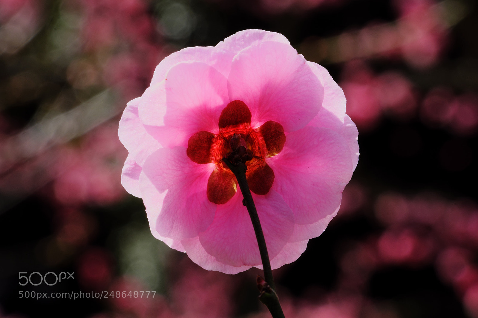Fujifilm X-T2 sample photo. Flower power photography