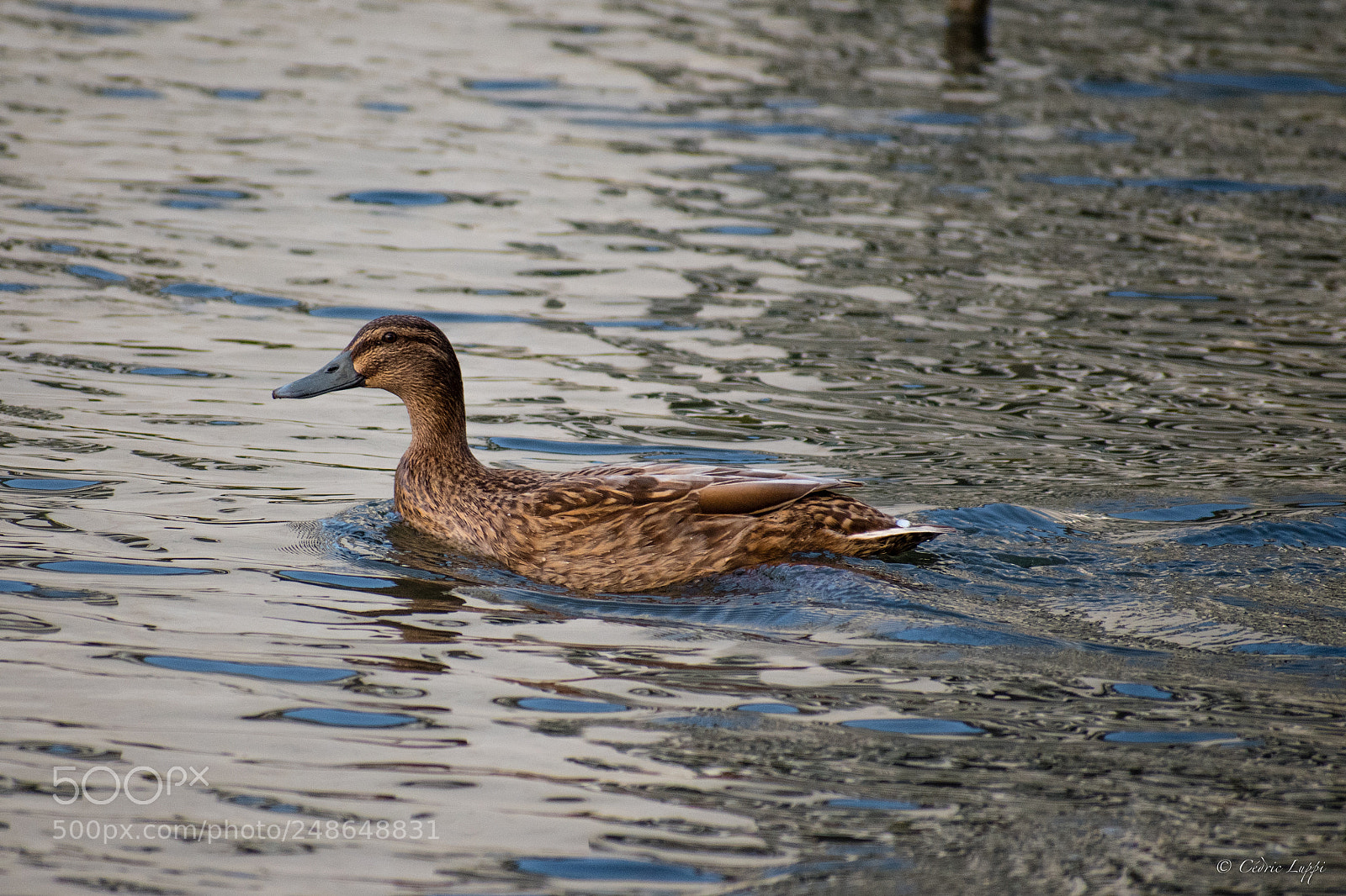 Nikon D5500 sample photo. Duck being a duck photography