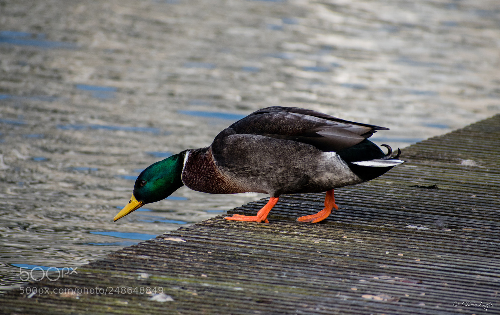 Nikon D5500 sample photo. Ready to jump photography