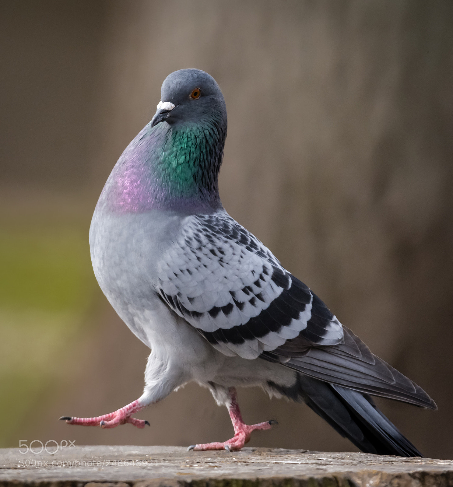 Nikon D7100 sample photo. Pigeons photography