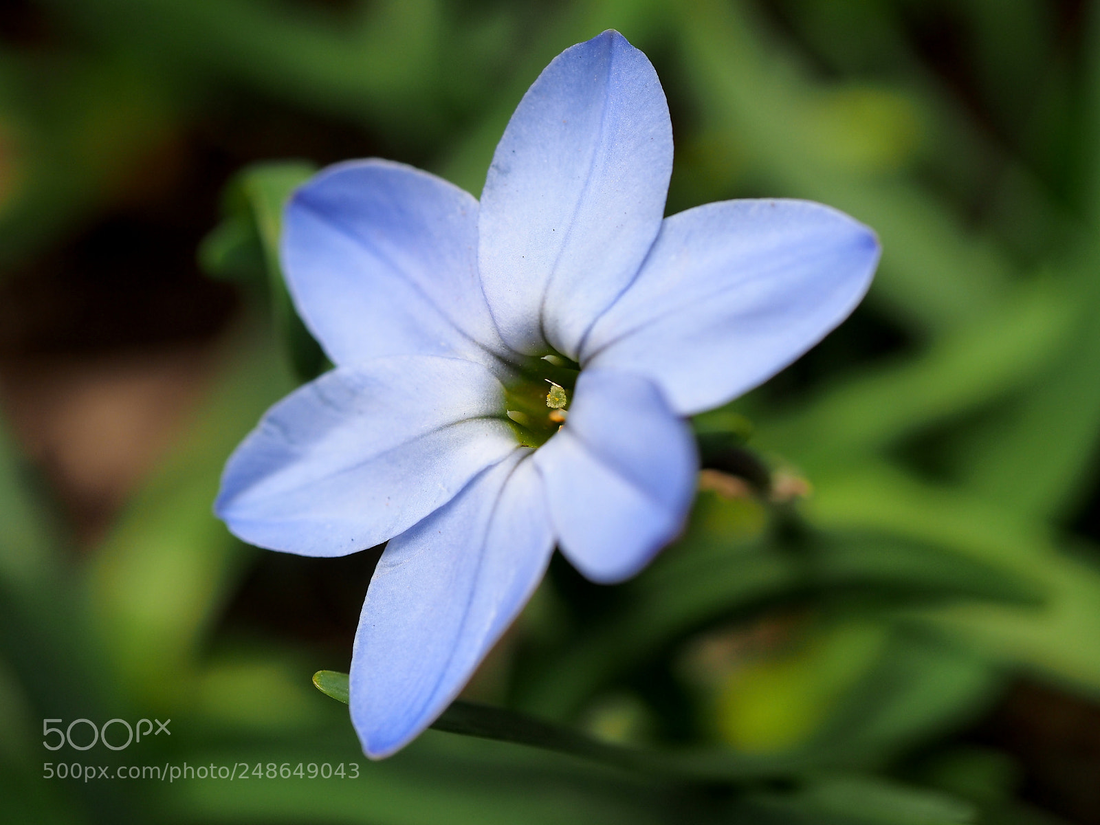 Olympus OM-D E-M1 sample photo. Spring starflower photography