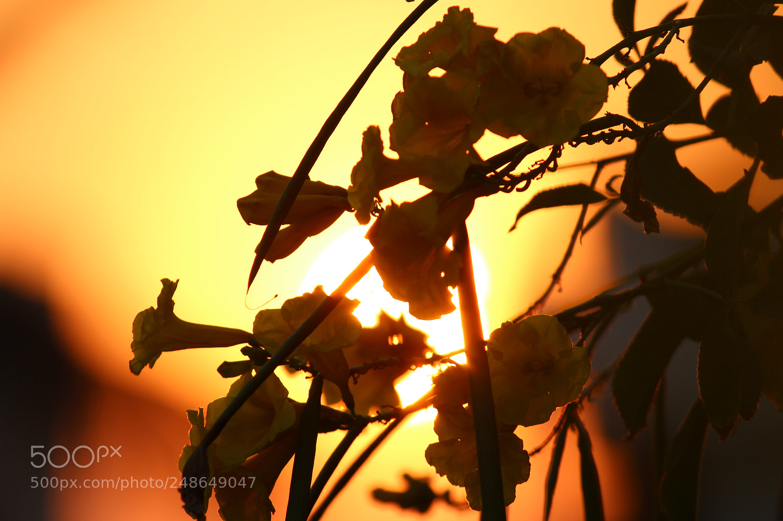 Canon EOS 1300D (EOS Rebel T6 / EOS Kiss X80) sample photo. Flowers @ sunset photography
