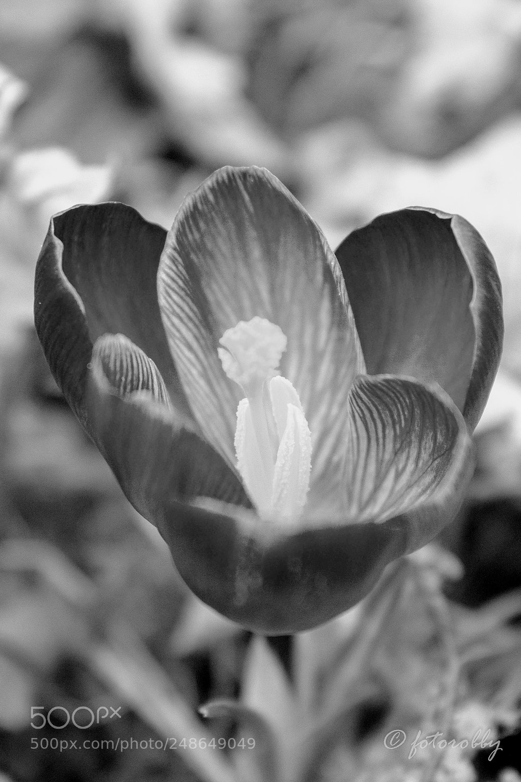Canon EOS 600D (Rebel EOS T3i / EOS Kiss X5) sample photo. Flower in a flower photography