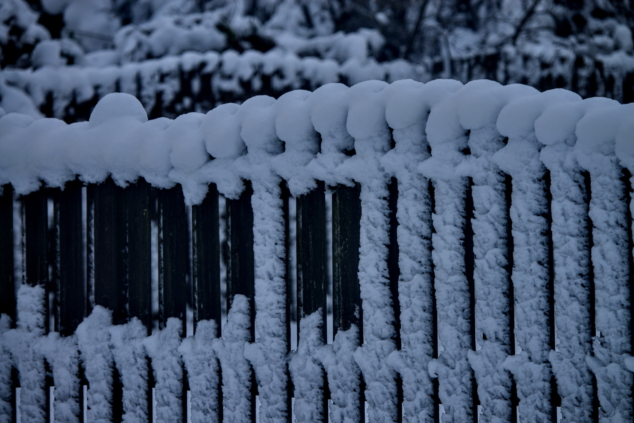 Nikon D800 sample photo. Stubborn in the face of adversity photography