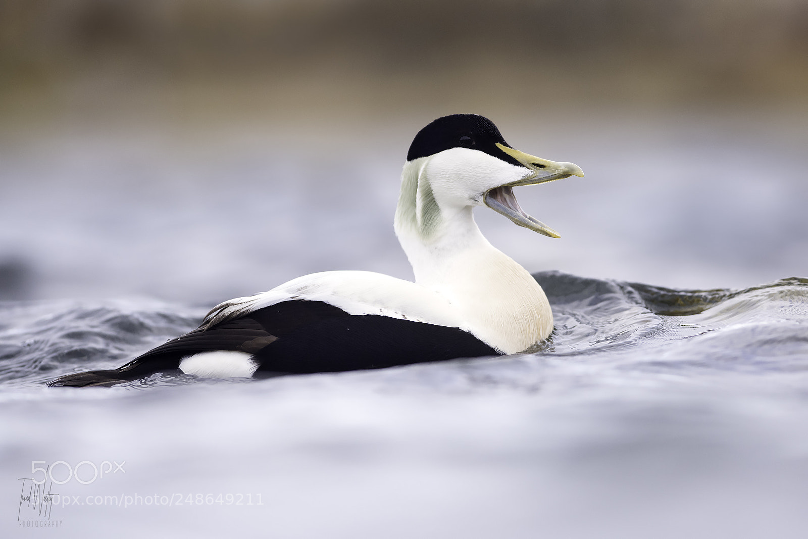 Nikon D850 sample photo. Common eider photography