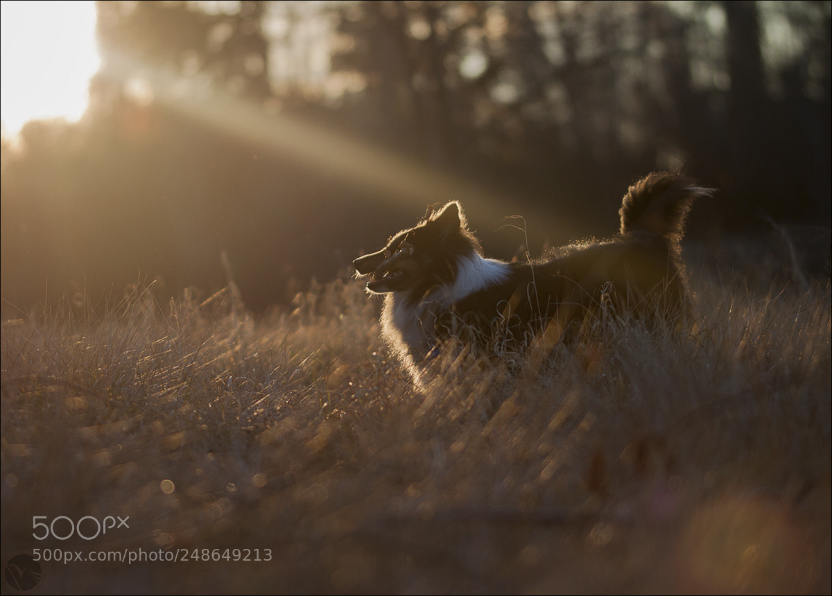 Canon EOS 50D sample photo. Gold shelty photography