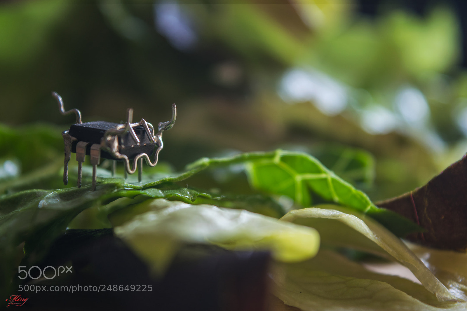 Nikon D5300 sample photo. Salad bug photography