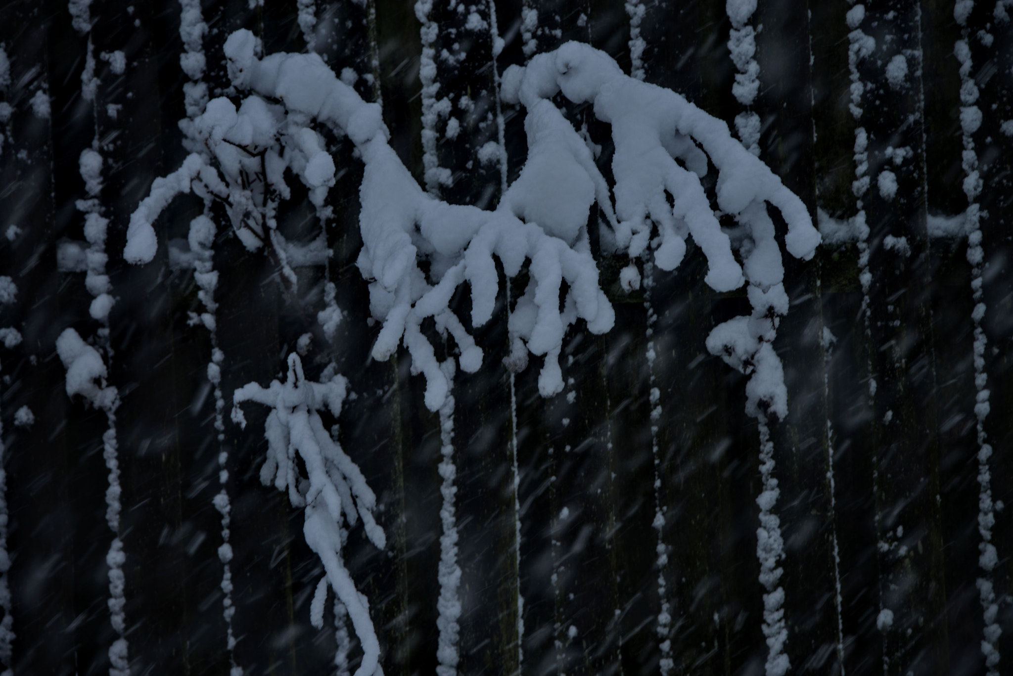 Nikon D800 sample photo. Snow tentacles photography