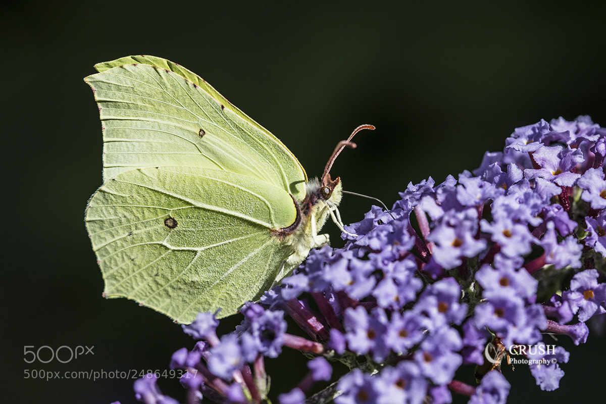 Canon EOS 5DS R sample photo. Brimstone butterfly photography