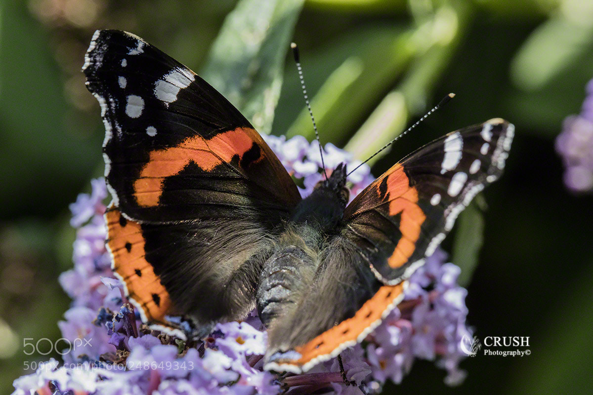 Canon EOS 5DS R sample photo. Red admiral photography
