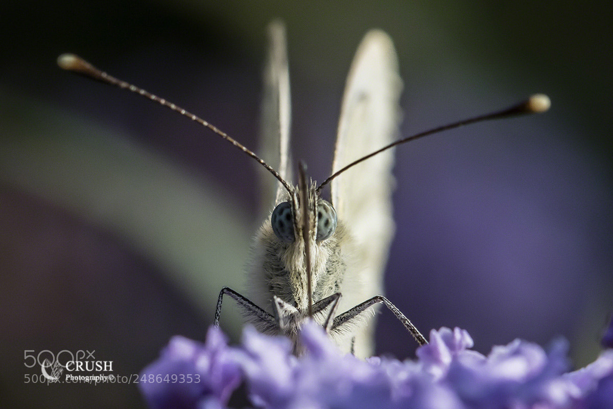 Canon EOS 5DS R sample photo. Cabbage white photography