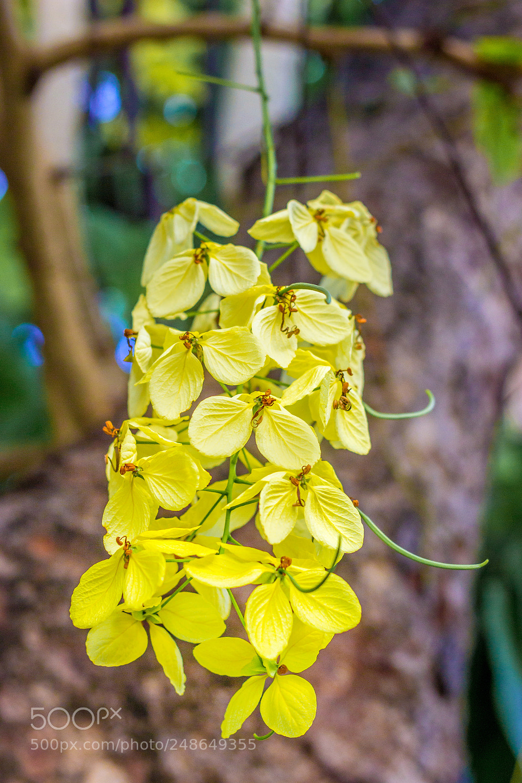 Canon EOS 600D (Rebel EOS T3i / EOS Kiss X5) sample photo. Cassia fistula flowers photography