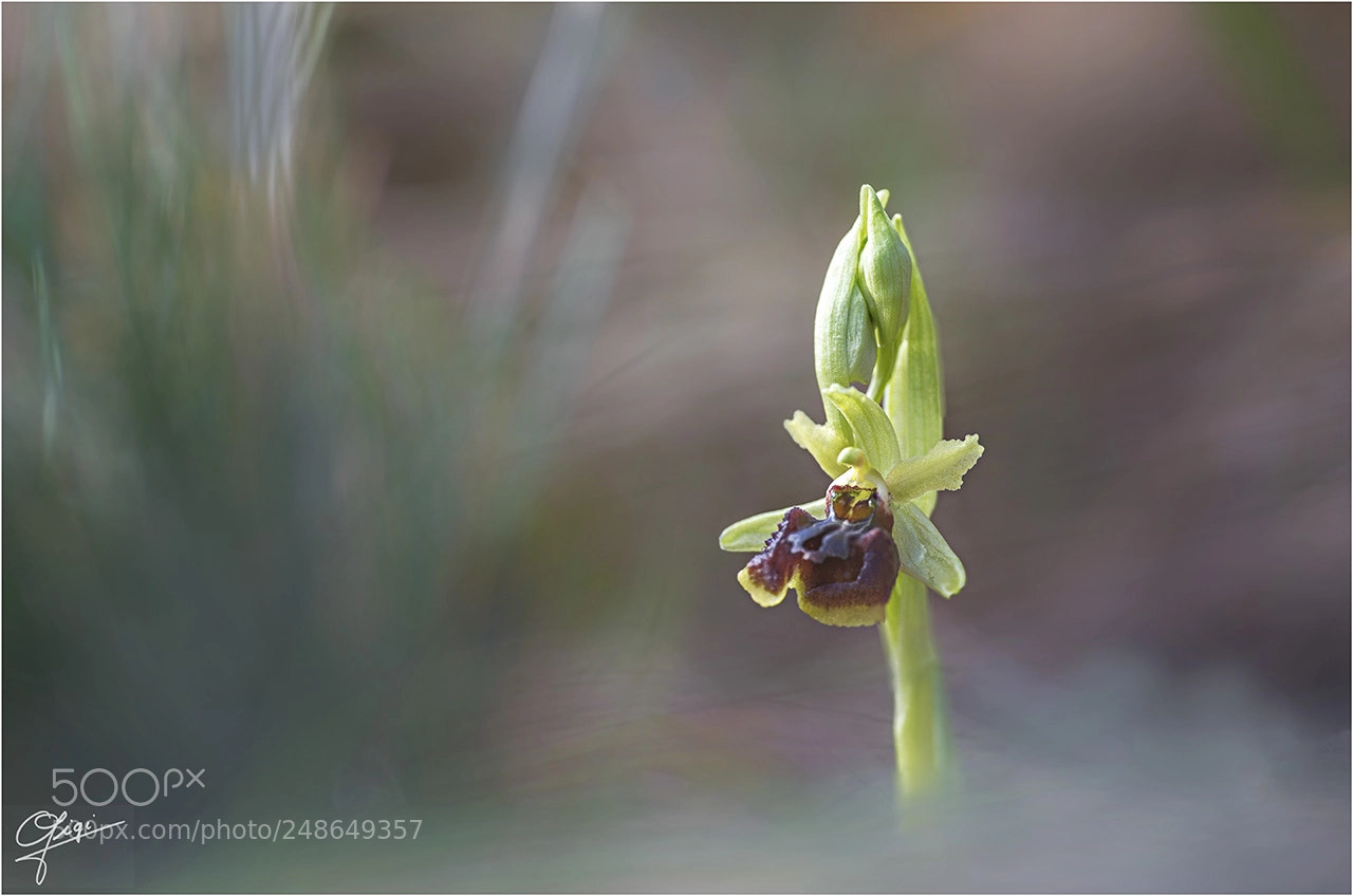 Nikon D610 sample photo. Ophrys sphegodes the first photography
